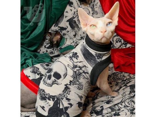 PoulaTo: γατάκια sphynx